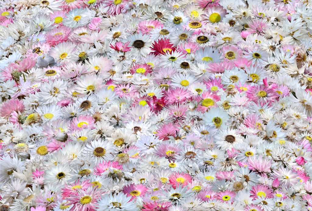 Flower Writing Series